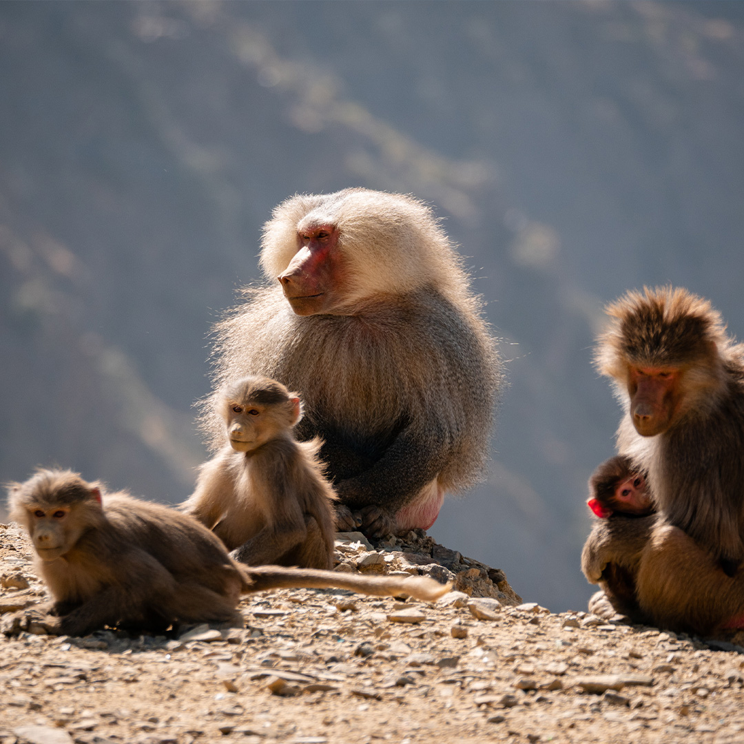 Baboons Mount Soudah
